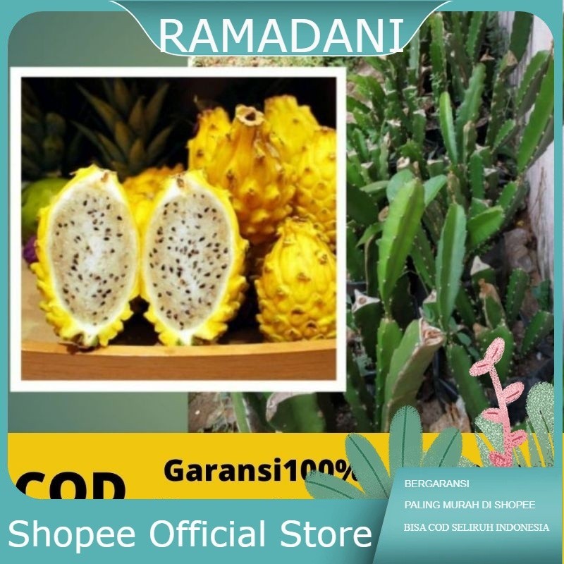 Bibit Buah Naga Kuning Super Bibit Buah Naga Kuning okulasi Bibit Buah Naga Kuning Tambulapot