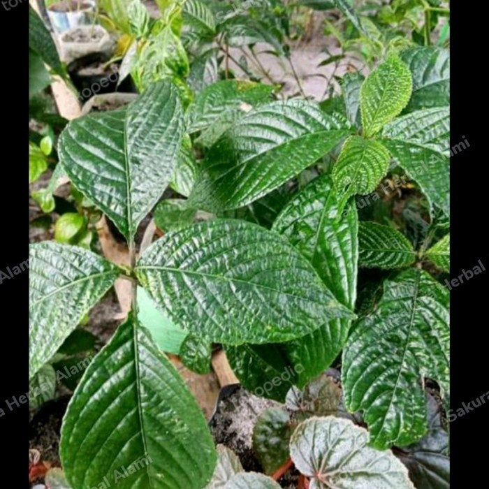 tanaman keji beling