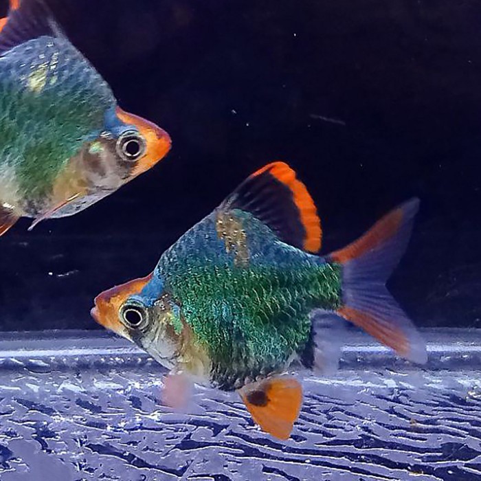 Sumatera Hijau Balon / Green Sumatra Balloon Tiger Barb / Ikan Hias