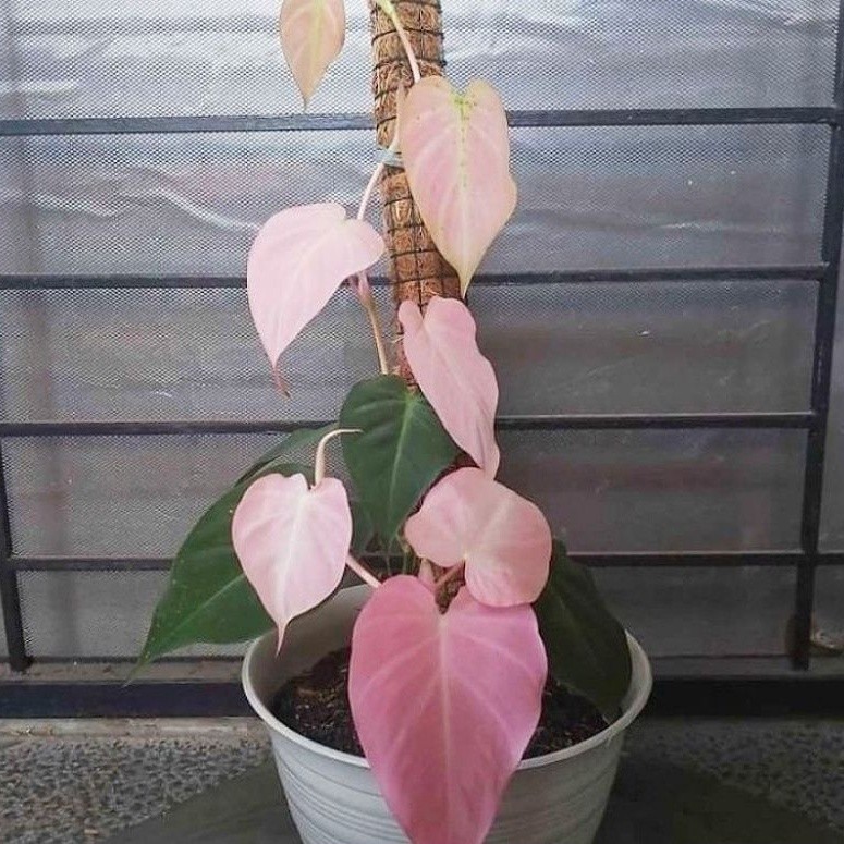( BISA COD ) PROMO Tanaman Hias Melano Micans Pink Bunga Hias Philodendron Mican Pink Tanaman Hidup