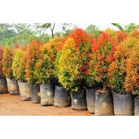 

BIBIT PUCUK MERAH SUPER|(BISA COD)