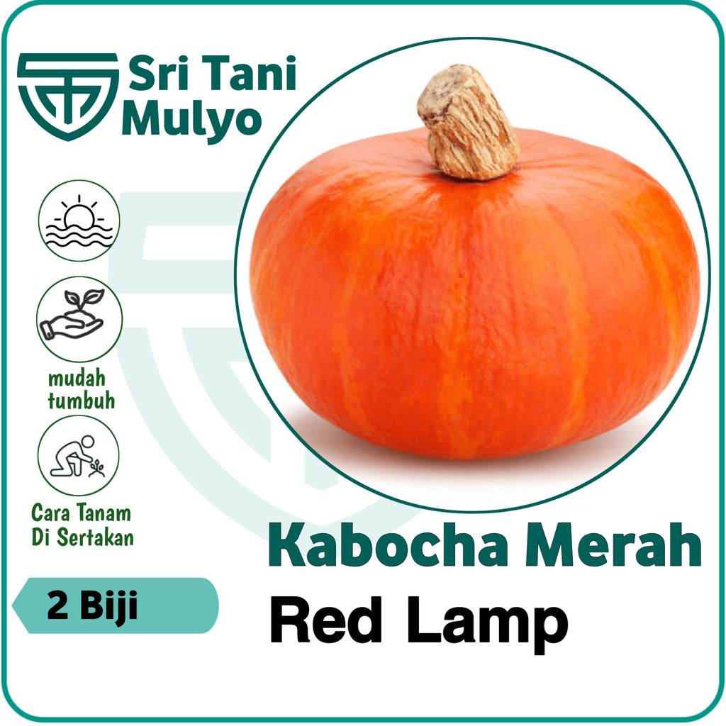 2 Biji - Benih Labu Merah - Bibit Tanaman Buah Buahan Labu Waluh Labu Air Labu Madu