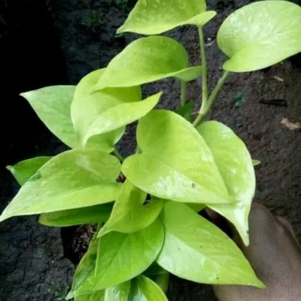 tanaman hias gantung sirih gading lemon bibit sirih gading lemon bibit srigading lemon bibit sirih g