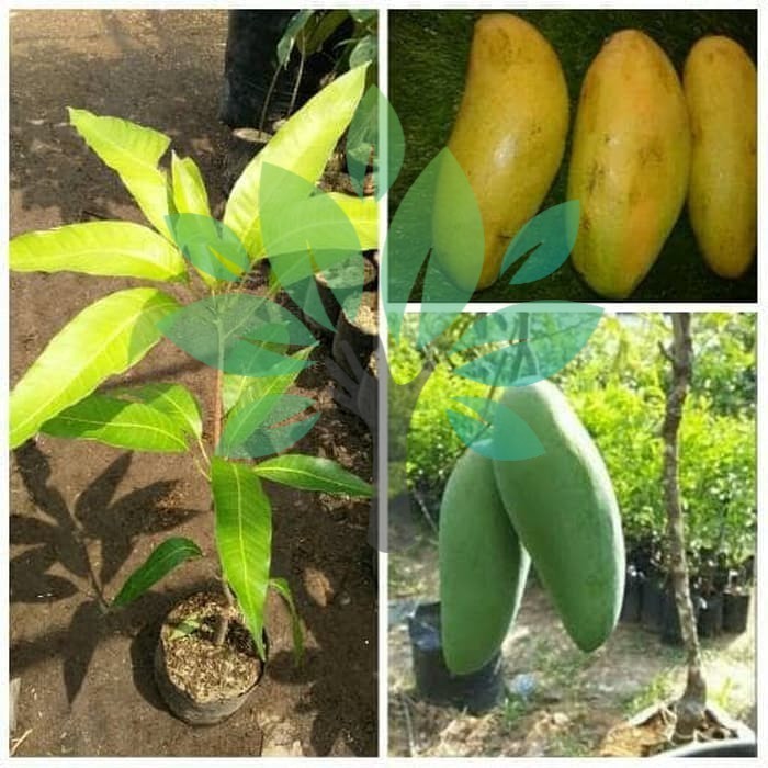 Bibit Tanaman Buah Mangga Golek India-Bibit Mangga Golek India Manis