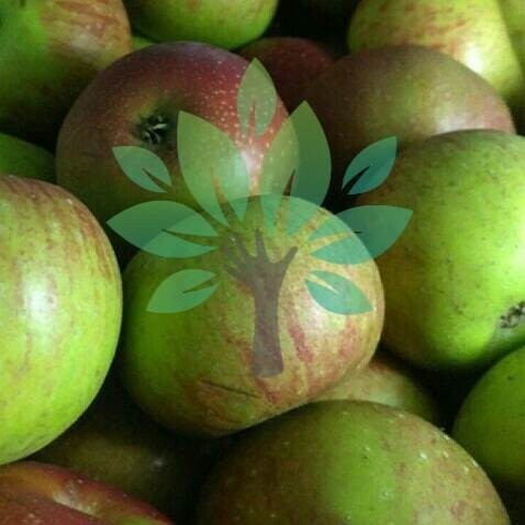 Bibit Tanaman Buah Apel Malang Manalagi-bibit Buah Apel Malang Murah