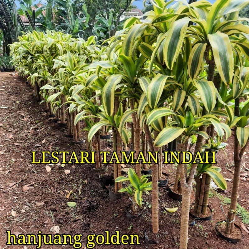 { BISA COD } TANAMAN HANJUANG GOLDEN VARIGATA KUNING