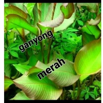 bibi ganyong' 4 pcs tansman pohon ganyong