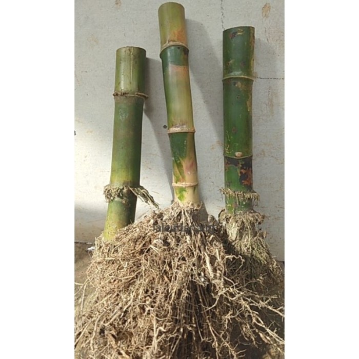 

Bibit Bongol Bambu Ampel Hijau Bambu Kulit Licin/Bening Siap Tanam . .