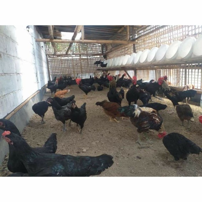 

Telur ayam KUB petelur handal fertil asli siap ditetaskan - telur ayam kub