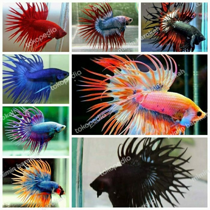 Ikan Cupang Serit Crowntail Sepasang / Cupang Serit sepasang Top