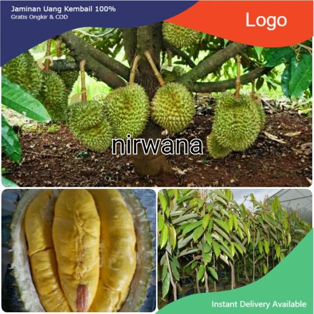 BIBIT DURIAN MUSANG KING - DURIAN MUSANG KING - BIBIT DURIAN MUSANGKING - BIBIT DUREN MUSANG KING - 