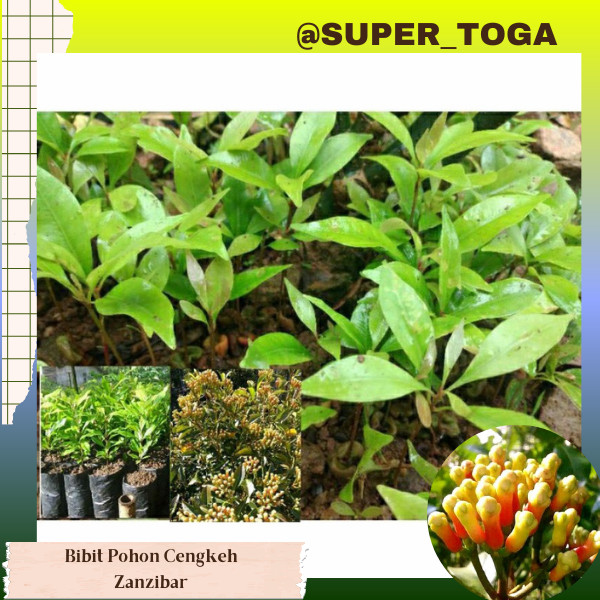 Bibit Cengkeh zanzibar Mantap, Bibit Cengkeh Unggul, Bibit Cengkeh Super Murah siap semai