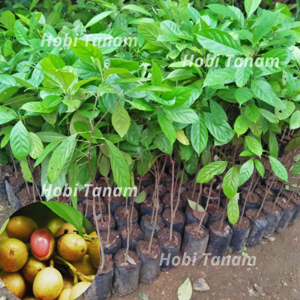 bibit buah kepundung / menteng tanaman kecacil  bibit kepundung bibit menteng bibit kecacil super un