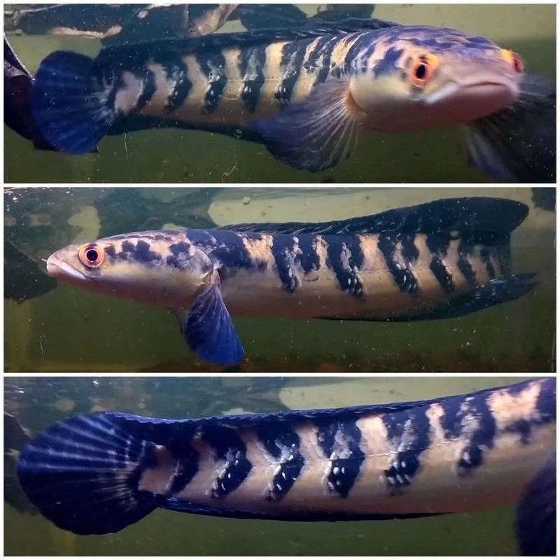 Garansi 100% Maru yellow sentarum/Maru Ys Sortir batik