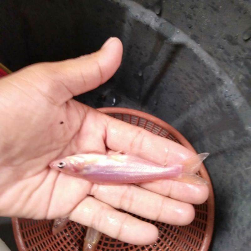 bibit ikan patin albino 7-8cm(paketan isi 40ekor)