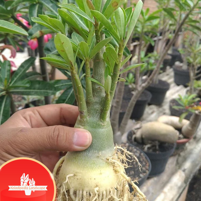 bibit bahan bonsai adenium bonggol besar kamboja jepang
