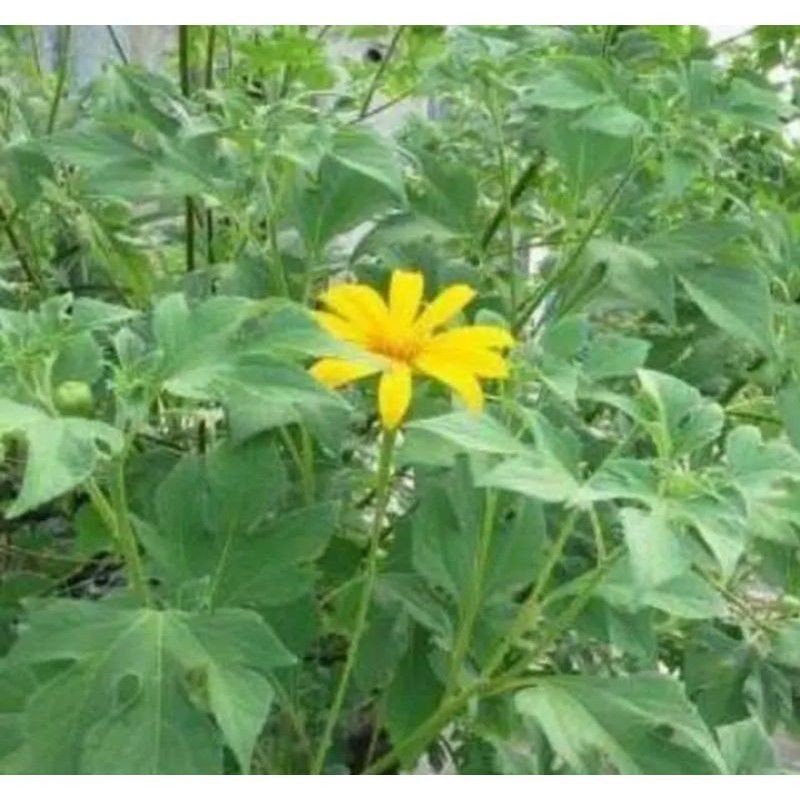 

Daun Insulin Segar Fresh 500Gram Bisa COD