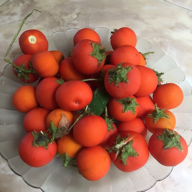 

Terong pari terong hutan 150gr bisa untuk di tanam ,bisa untuk obat sakit gigi obat herbal obat tradisional obat alami