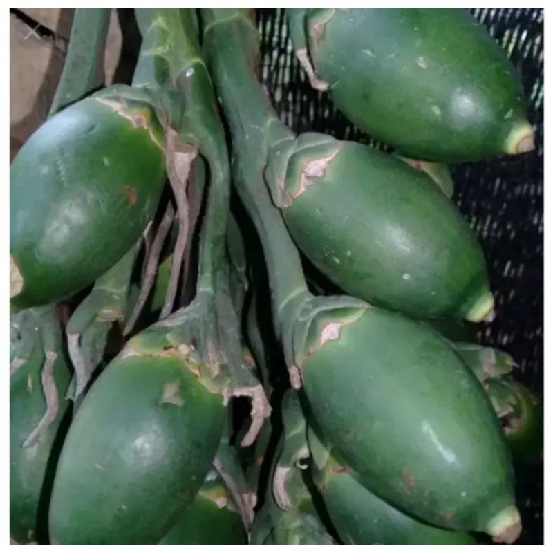 

Buah pinang Muda 1kg