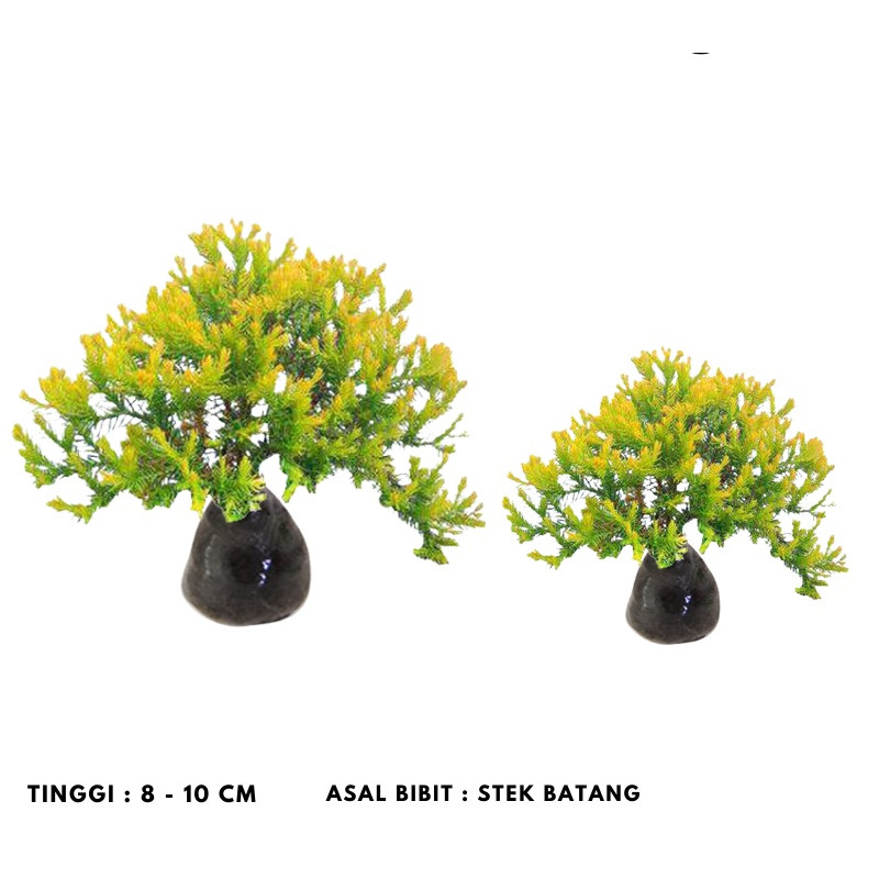 Tanaman Hias Cemara Mini rengold - Cemara Mini Indoor