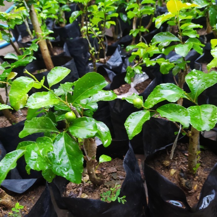 Bibit Tanaman Buah Cherry Jepang-Bibit Pohon Ceri Jepang Import