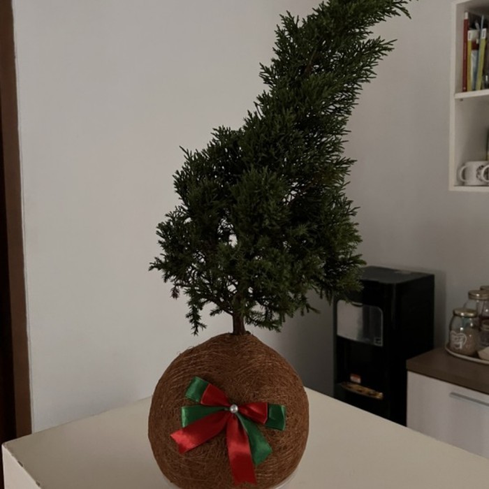 Kokedama| pohon natal| cemara natal| gift unik - tatakan plastik