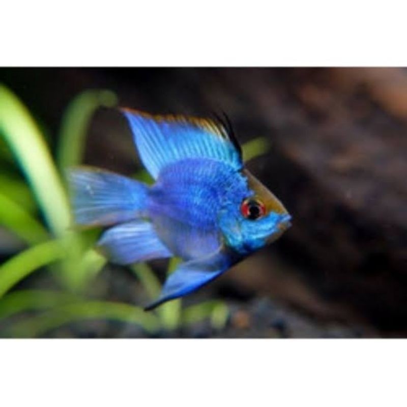 Ramirezi Blue Elektrik