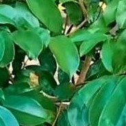 

Daun sirsak trbaik 100 lmbar 'daun sirsak herbal