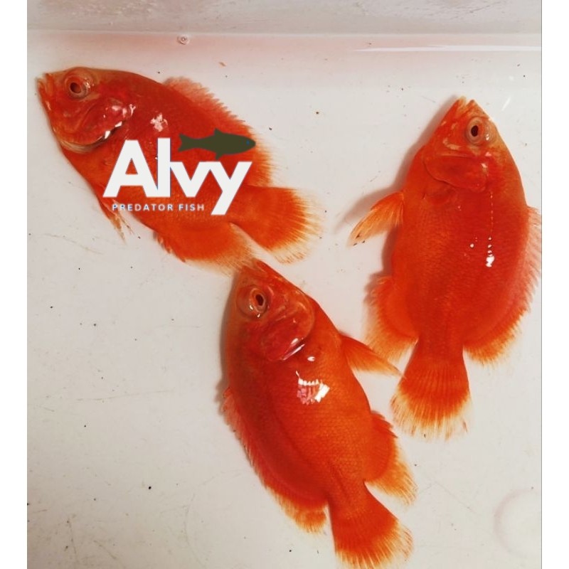 PERLENGKAPAN AQUARIUM OSCAR RED CHILI 10-13 cm ORIGINAL