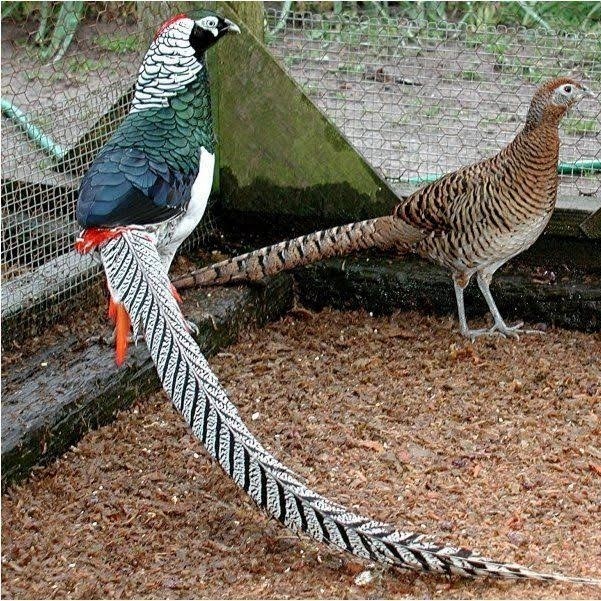 Telur ayam hias ringneck lady amherst pheasant fertil untuk ditetaskan