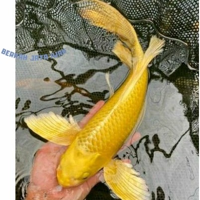 Pemanis aquascape koi ogon slayer berkualitas grade A+ ukuran 20-30cm COD