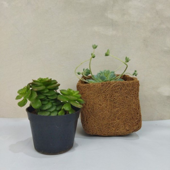 POT SABUT SERABUT KELAPA KELAPA KOTAK - POT ANGGREK SERABUT KELAPA