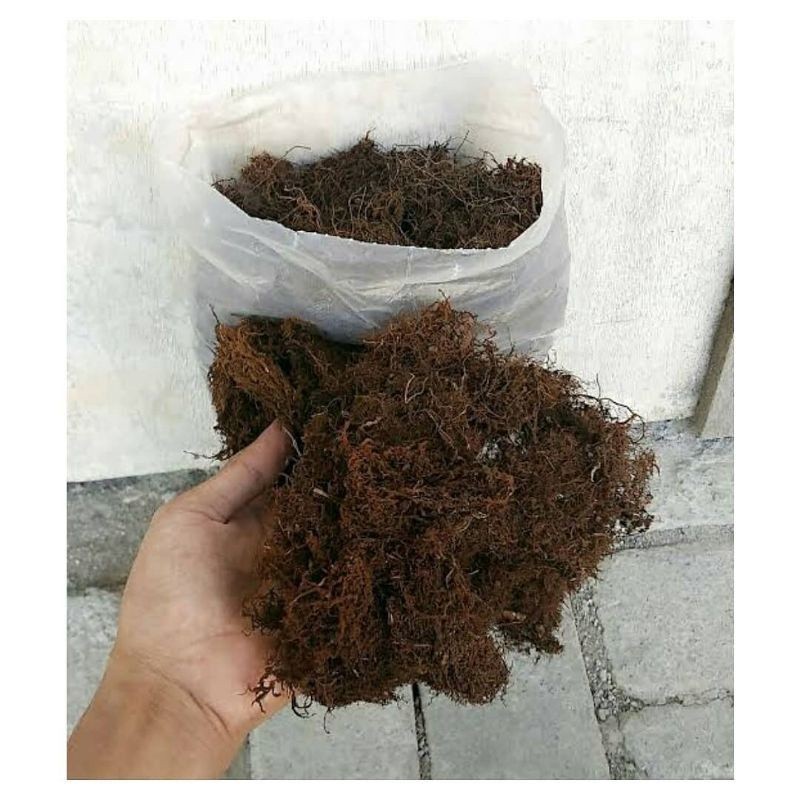 

Akarr kadaka/moss hitam media tanam anggrek 1 kg