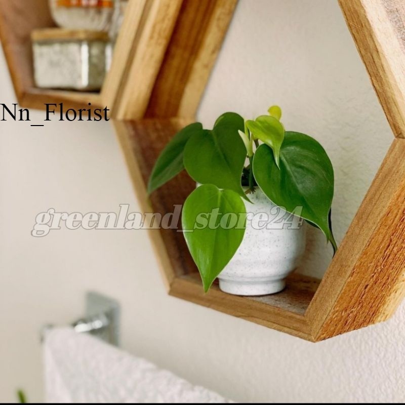 philodendron heart leaf - philodendron hederaceum - philodendron heartleaf - philodendron