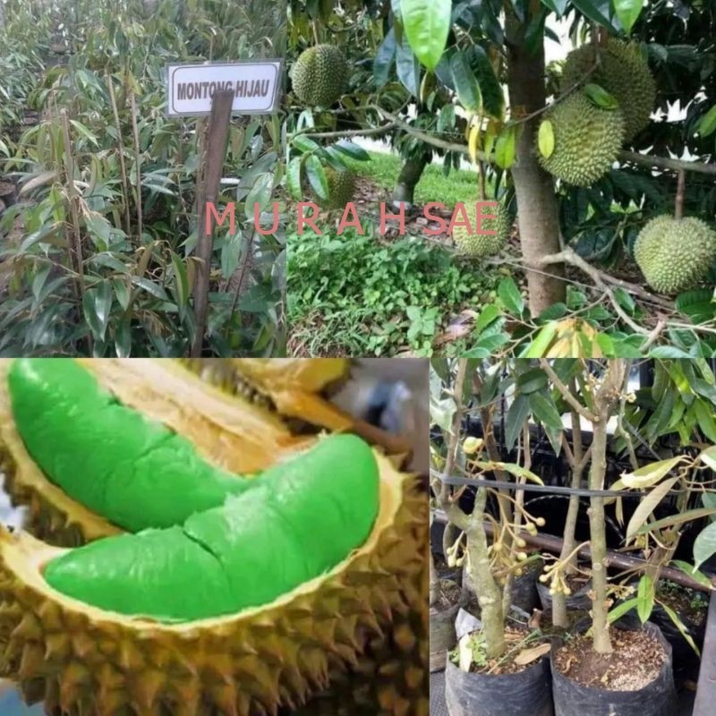 Bibit Durian Montong Hijau Thailand Bisa Ditanam Dipot