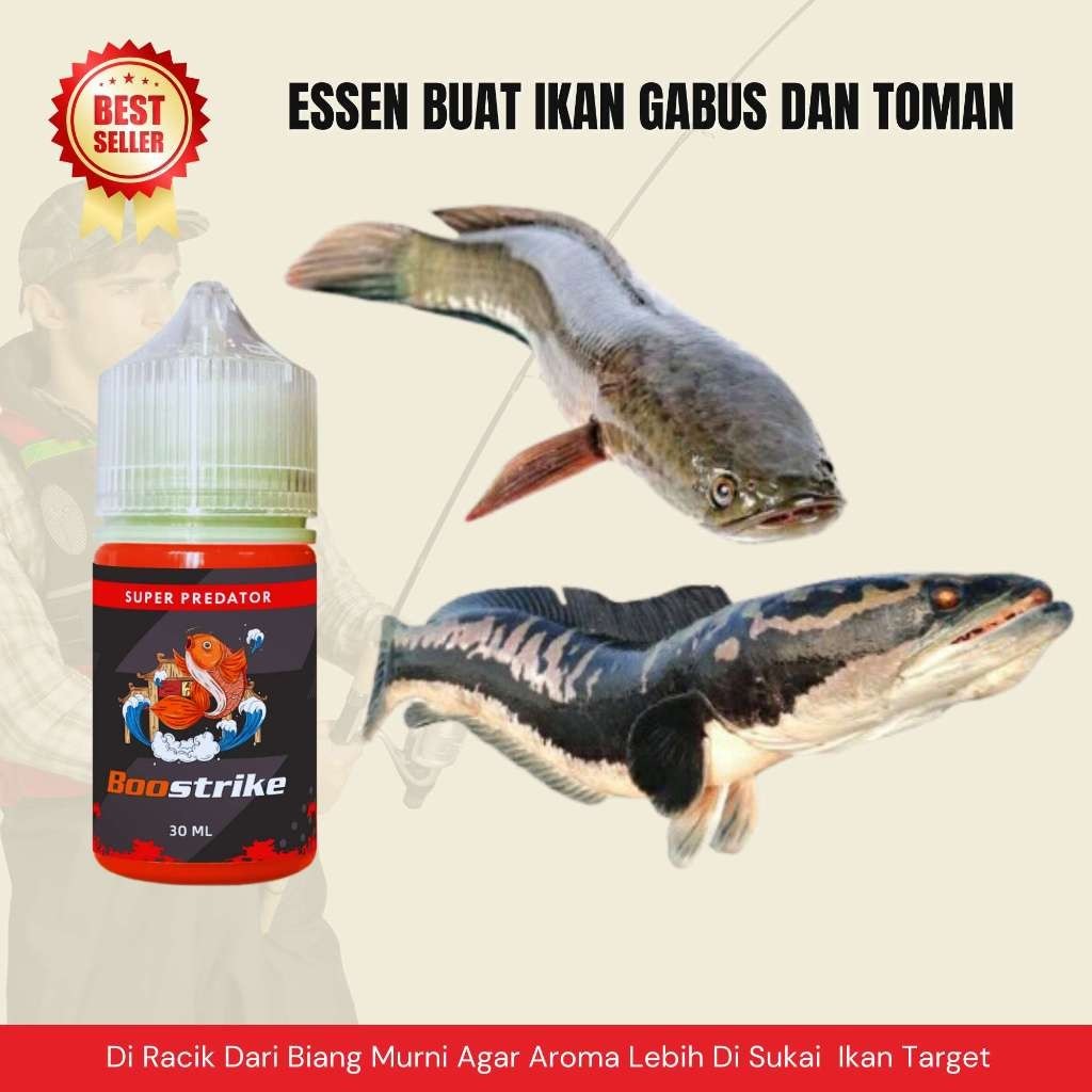 Umpan ikan ESSEN BUAT IKAN GABUS DAN TOMAN PALING JITU BISA COD