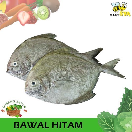 

Ikan Bawal Hitam 1kg Seafood Ikan Segar Bekasi Jakarta Timur Utara Selatan Pusat