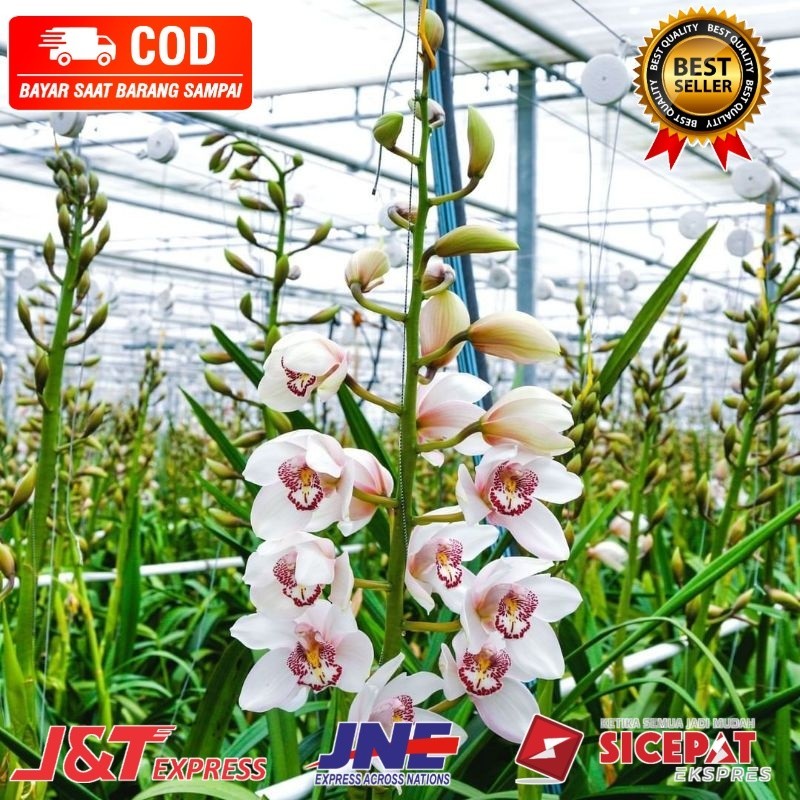 ( BISA BAYAR DI TEMPAT ) Anggrek cymbidium bunga putih-anggrek cymbidium hidup-anggrek-cymbidium hid