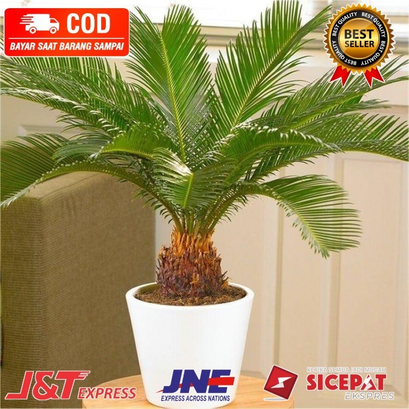 ( BISA BAYAR DI TEMPAT ) Tanaman hias palem sikas - serit  - palm mawar jambe