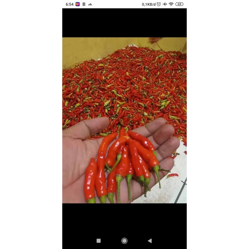 

Cabe domba cabe merah asli garut cabe pedas 500gr