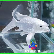 Perlengkapan kolam Ikan Koi Platinum Slayer 15 cm bergaransi