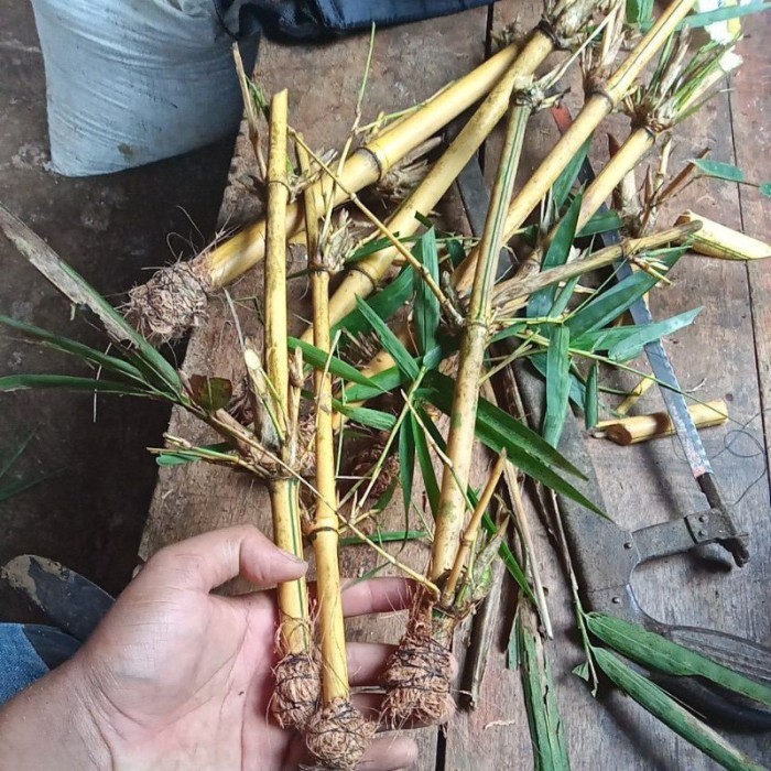 

Tanaman hias stek bambu kuning termurah . .