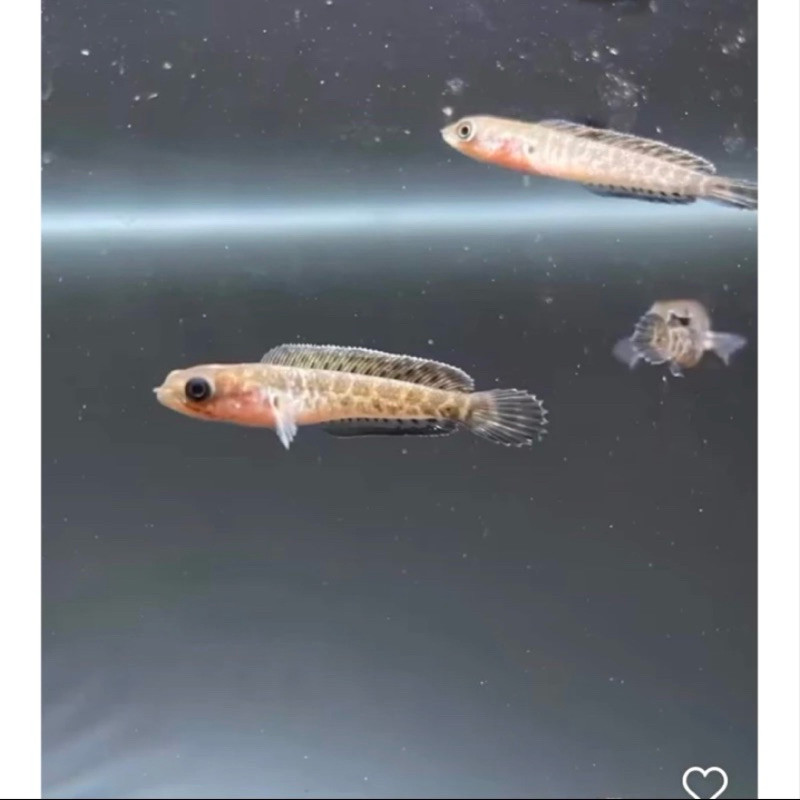 Auranti baby CB ukuran 3-6cm +bonus pakan