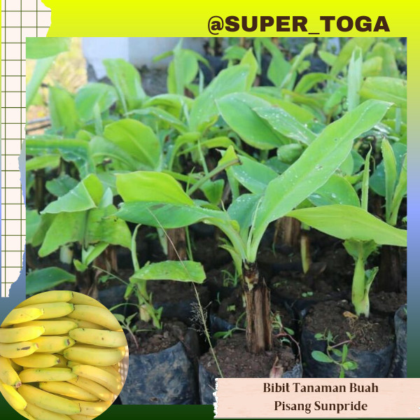 bibit pisang sunpride bisa cod cepat berbuah bibit pisang cavendish sunpride
