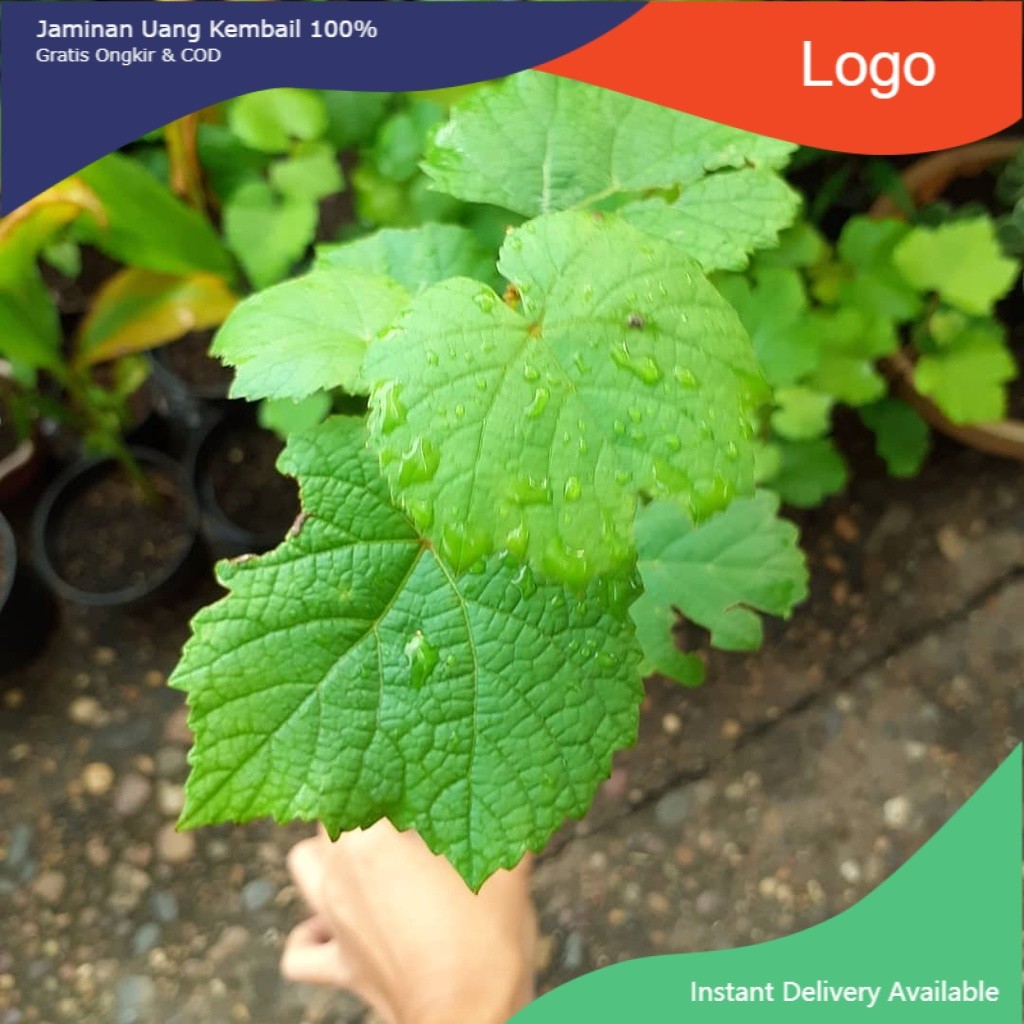 BIBIT BUAH ANGGUR MERAH - BIBIT ANGGUR MERAH - BIBIT ANGGUR - BIBIT ANGGUR ISABELLA - BIBIT ANGGUR I