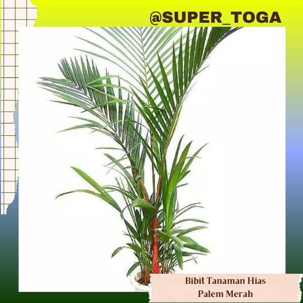 promo Bibit Palem Merah Besar tanaman Hias taman siap tanam