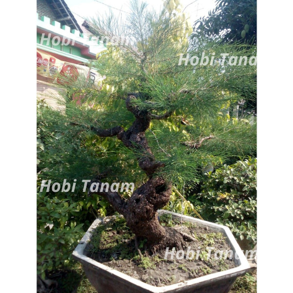 promo CEMARA UDANG bibit cemara udang pohon cemara udang untuk bahan bonsai tanaman cemara udang