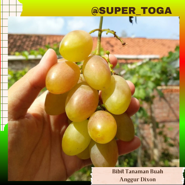 BIBIT ANGGUR IMPORT DIXON (grafting) MURAH BIBIT ANGGUR DIXON IMPORT