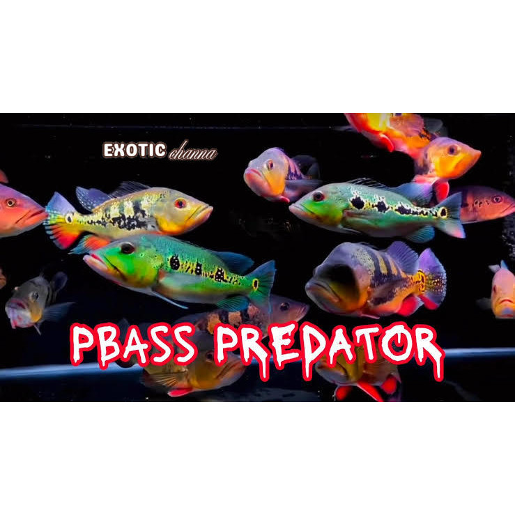 Perlengkapan akuarium pbass mono pbass kalberi 9-10 cm cod