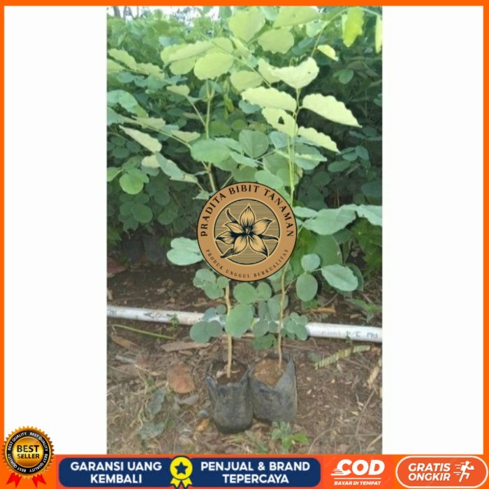 BIBIT TANAMAN POHON KAYU SONOKELING TINGGI 40CM UP Bibit Tanaman Super Unggul PRADITA BIBIT TANAMAN